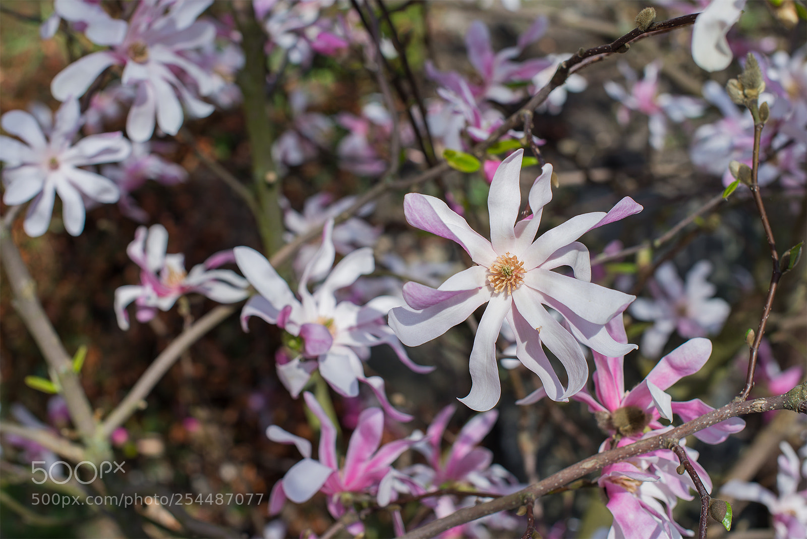Nikon D610 sample photo. World of magnolia photography