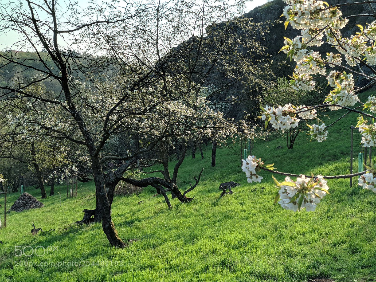 Xiaomi Mi A1 sample photo. Spring photography