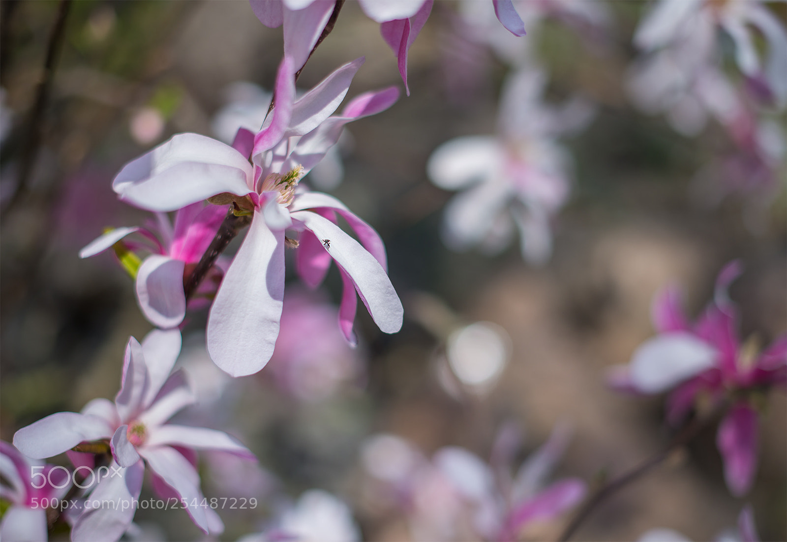 Nikon D610 sample photo. World of magnolia photography