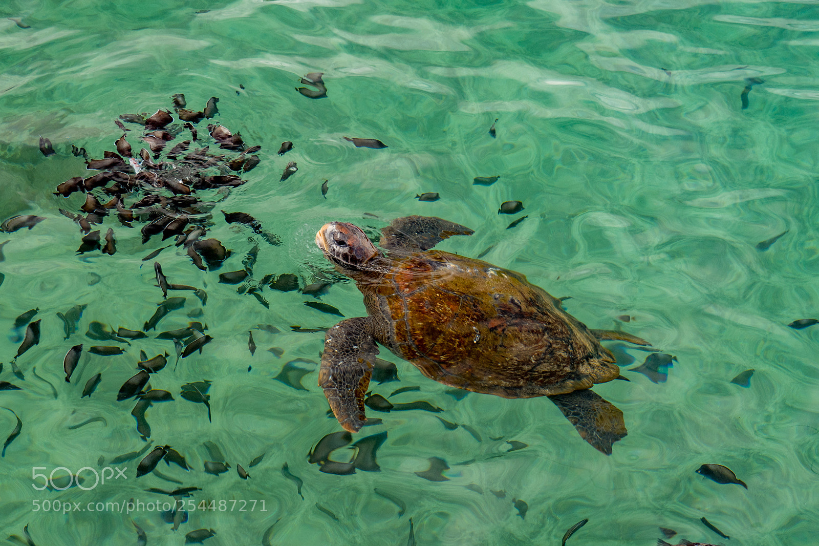 Olympus OM-D E-M5 II sample photo. Easter island sea turtle photography