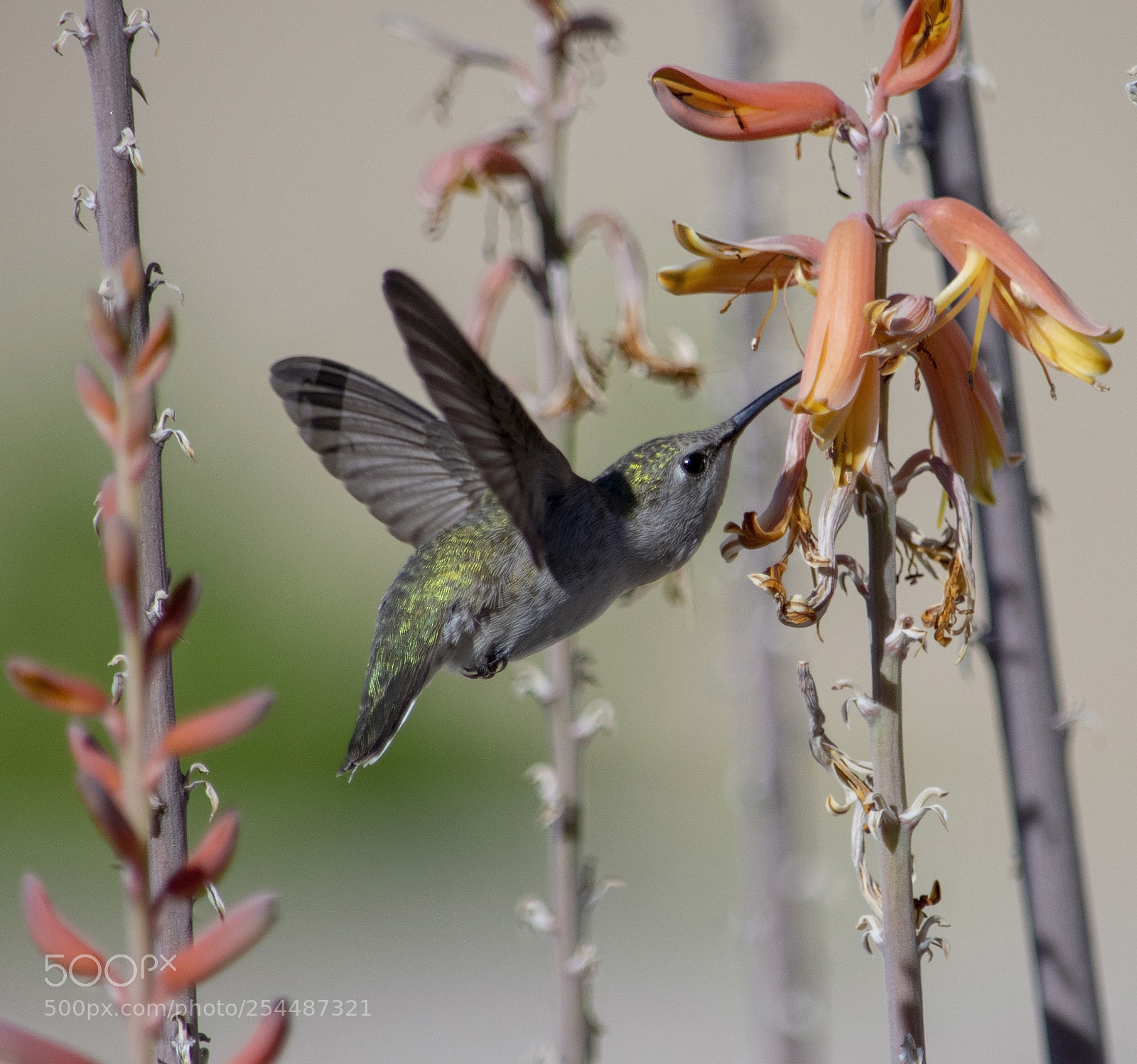 Nikon D7200 sample photo. Beautiful green hummingbird feeding photography