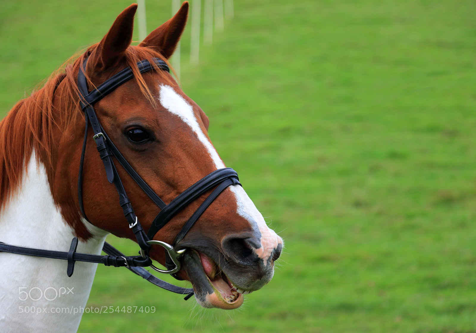 Canon EOS 70D sample photo. Horse portrait. photography