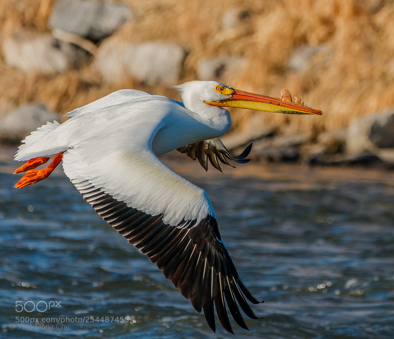 Sony a9 sample photo. American white pelican flying photography