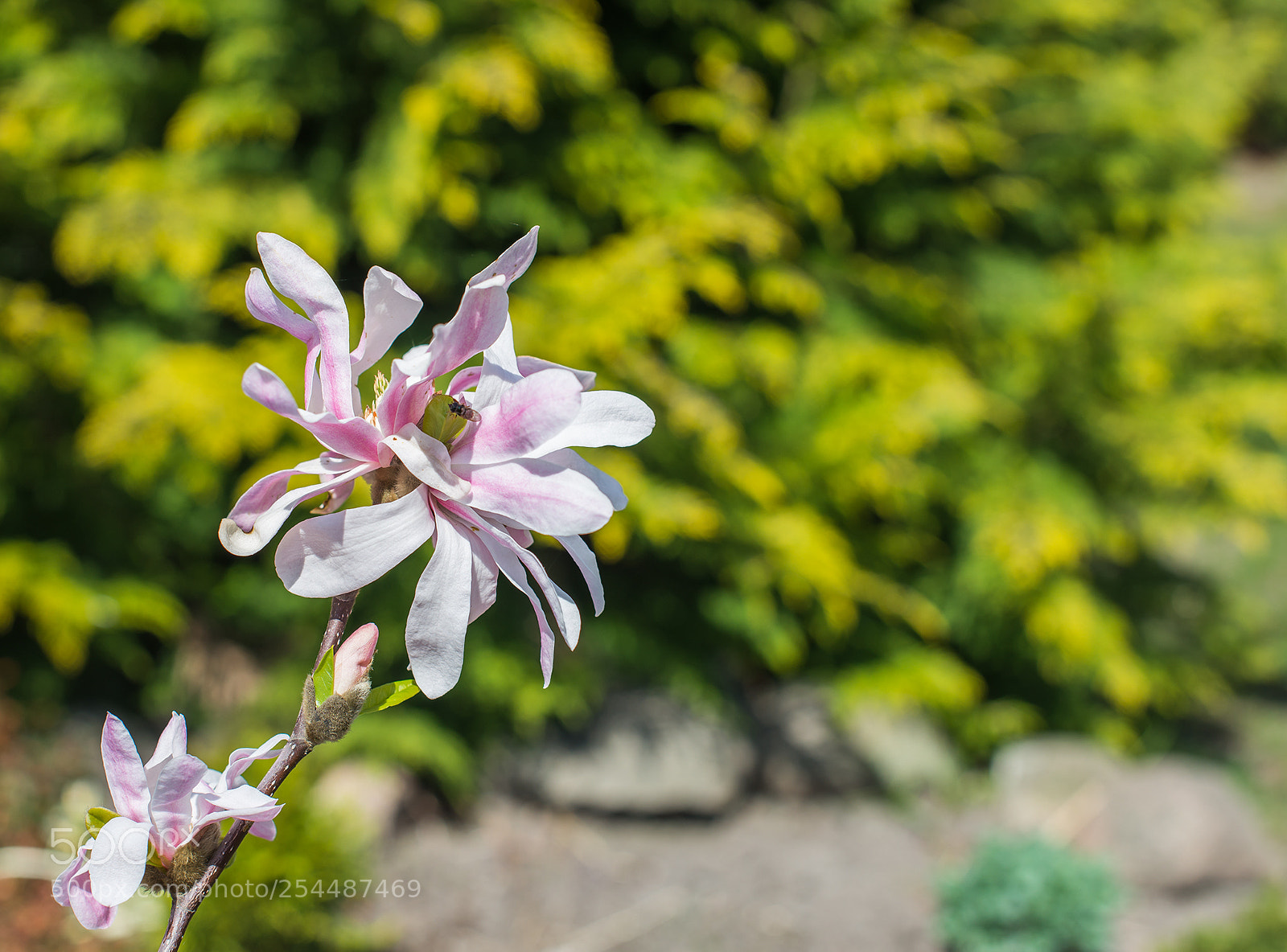 Nikon D610 sample photo. World of magnolia photography