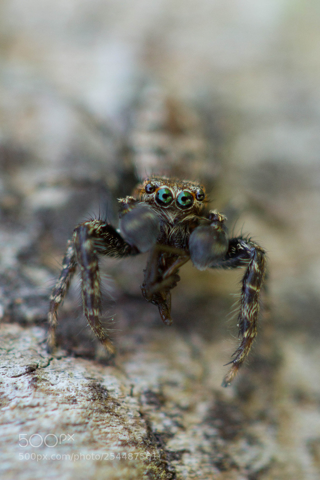 Canon EOS 60D sample photo. Spider photography