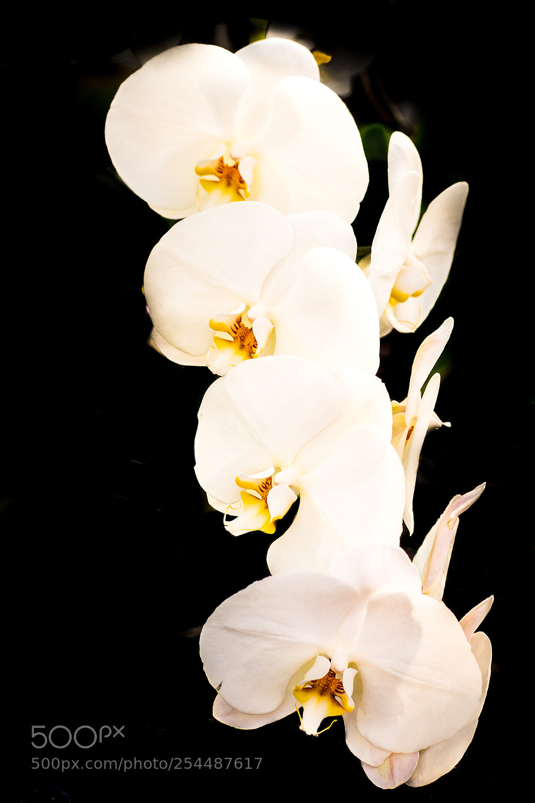 Sony a7 III sample photo. Flowers in the dark photography