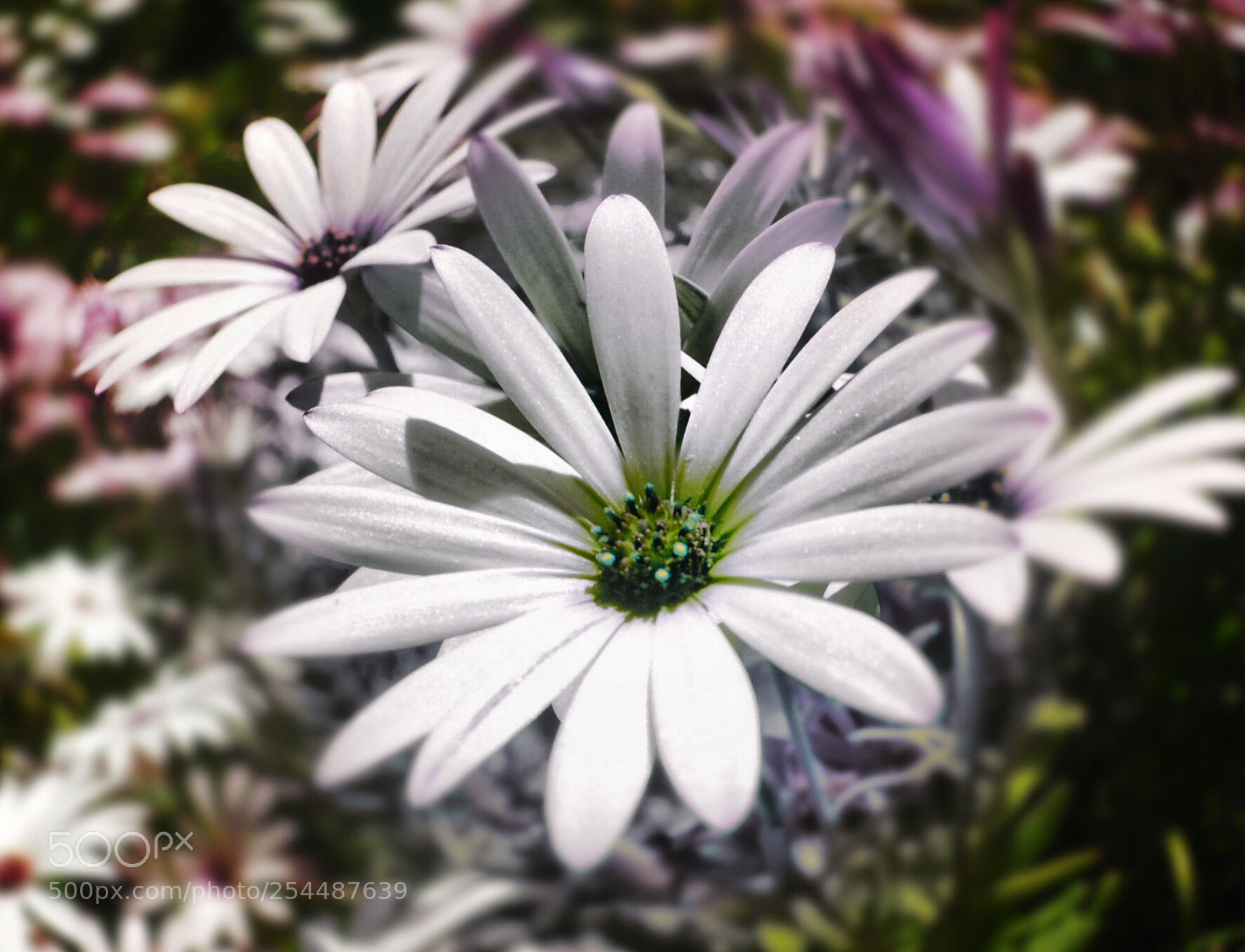 Olympus OM-D E-M10 II sample photo. Looming photography