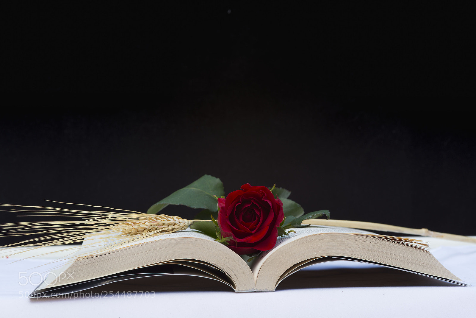Nikon D800 sample photo. Sant jordi photography