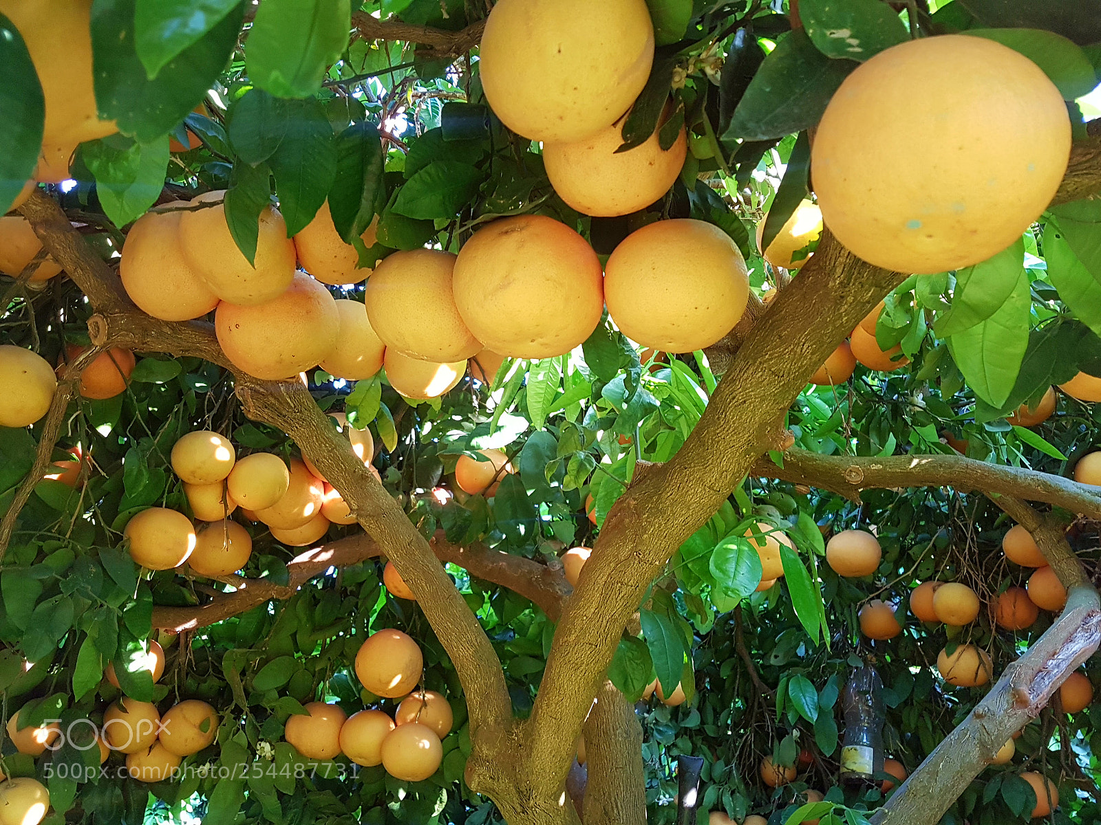 Samsung Galaxy S7 Edge sample photo. Grapefruit tree photography
