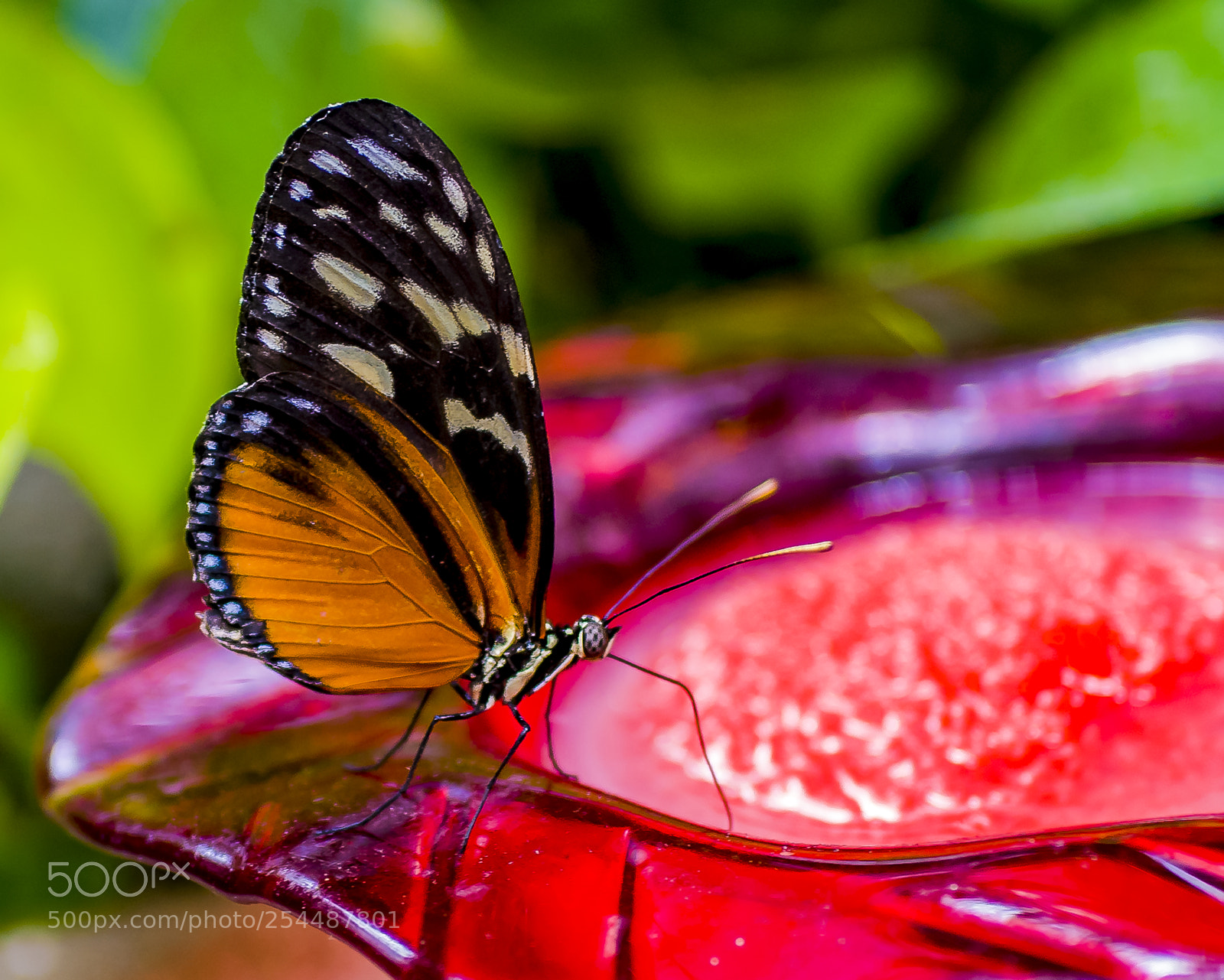Nikon D300 sample photo. Spotted tiger photography