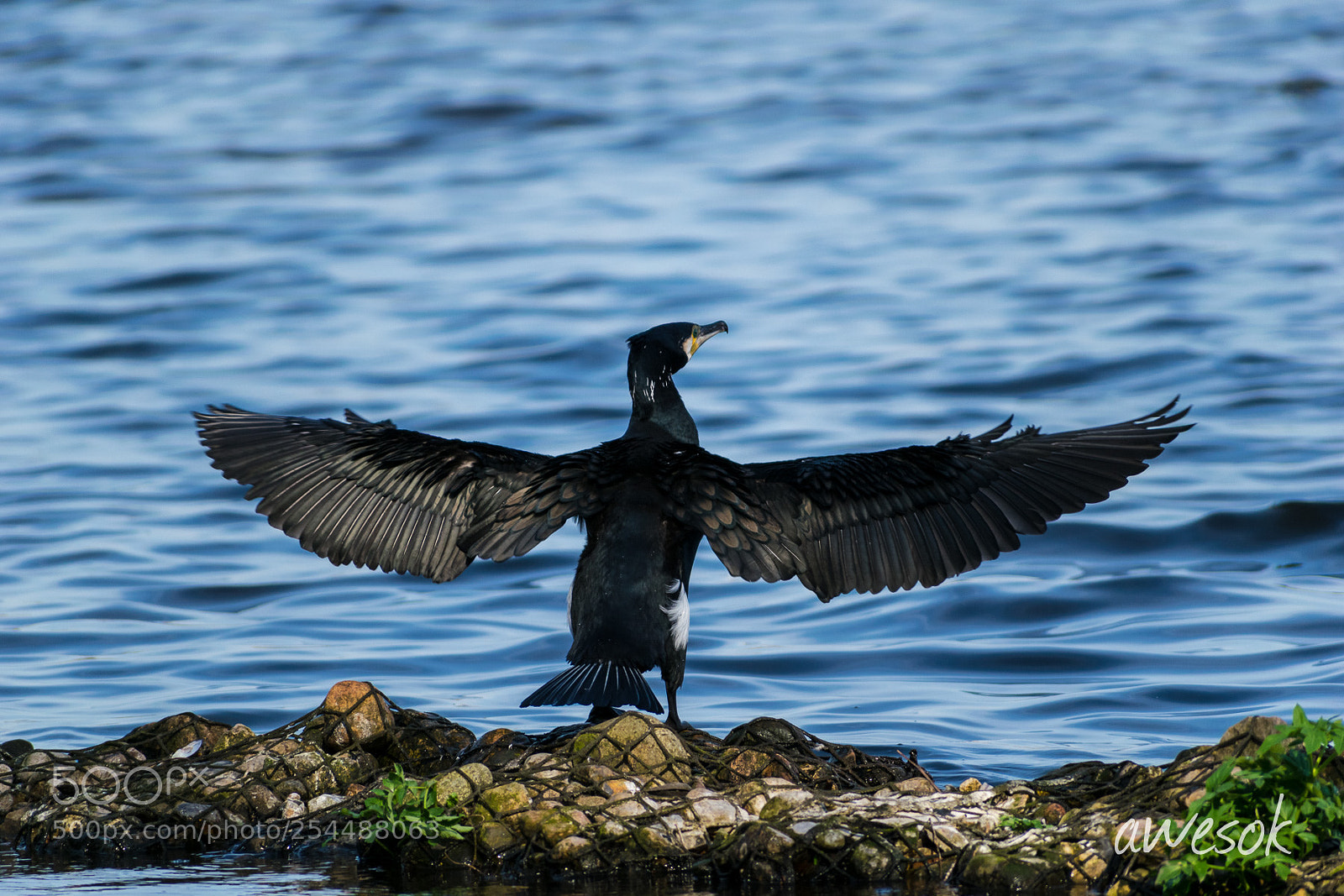 Nikon D3300 sample photo. Great cormorant photography