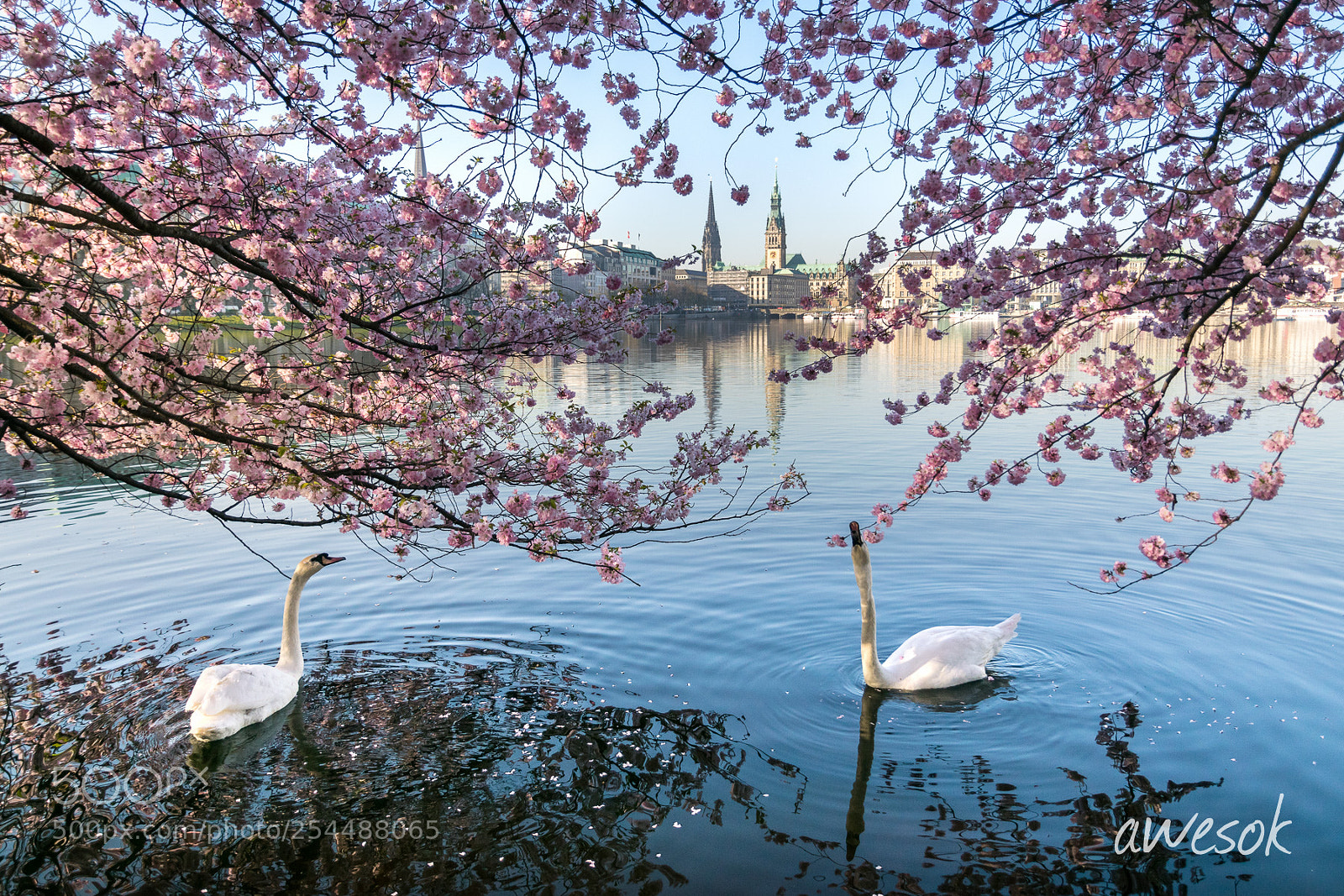 Nikon D3300 sample photo. Alster' swans photography