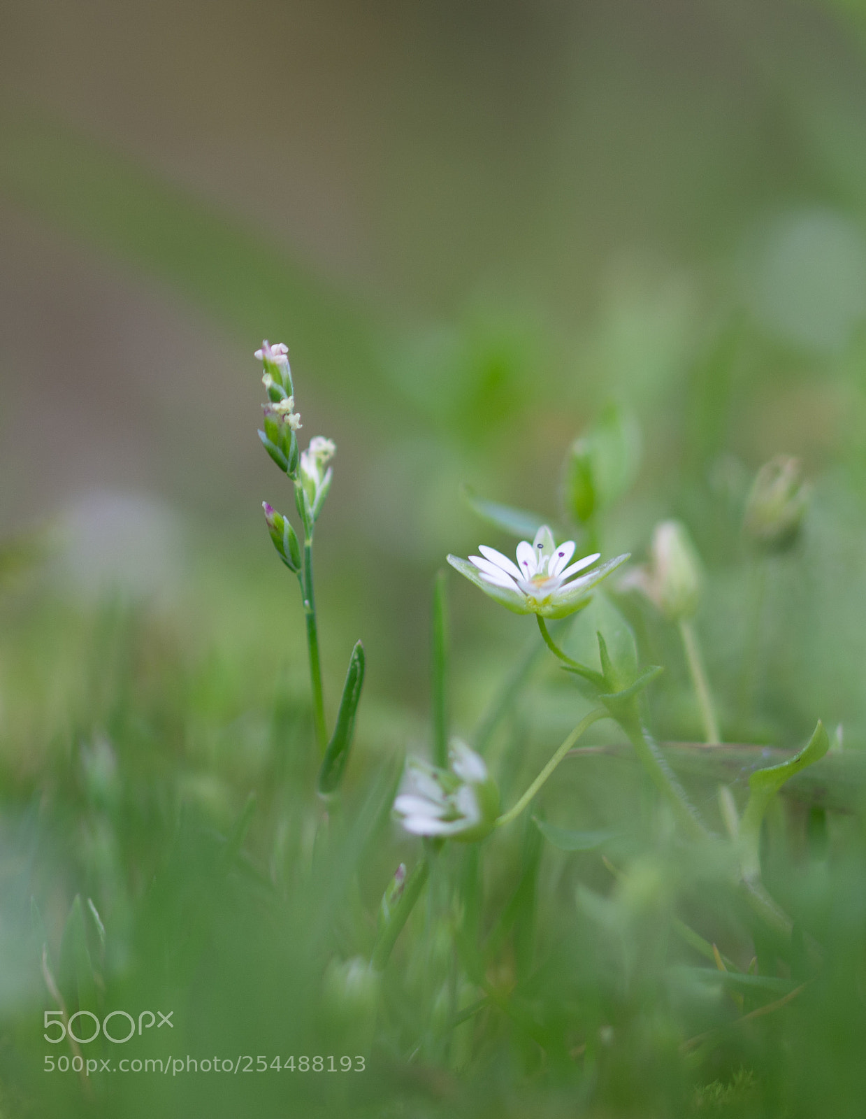 Nikon D7200 sample photo. Little beauty photography