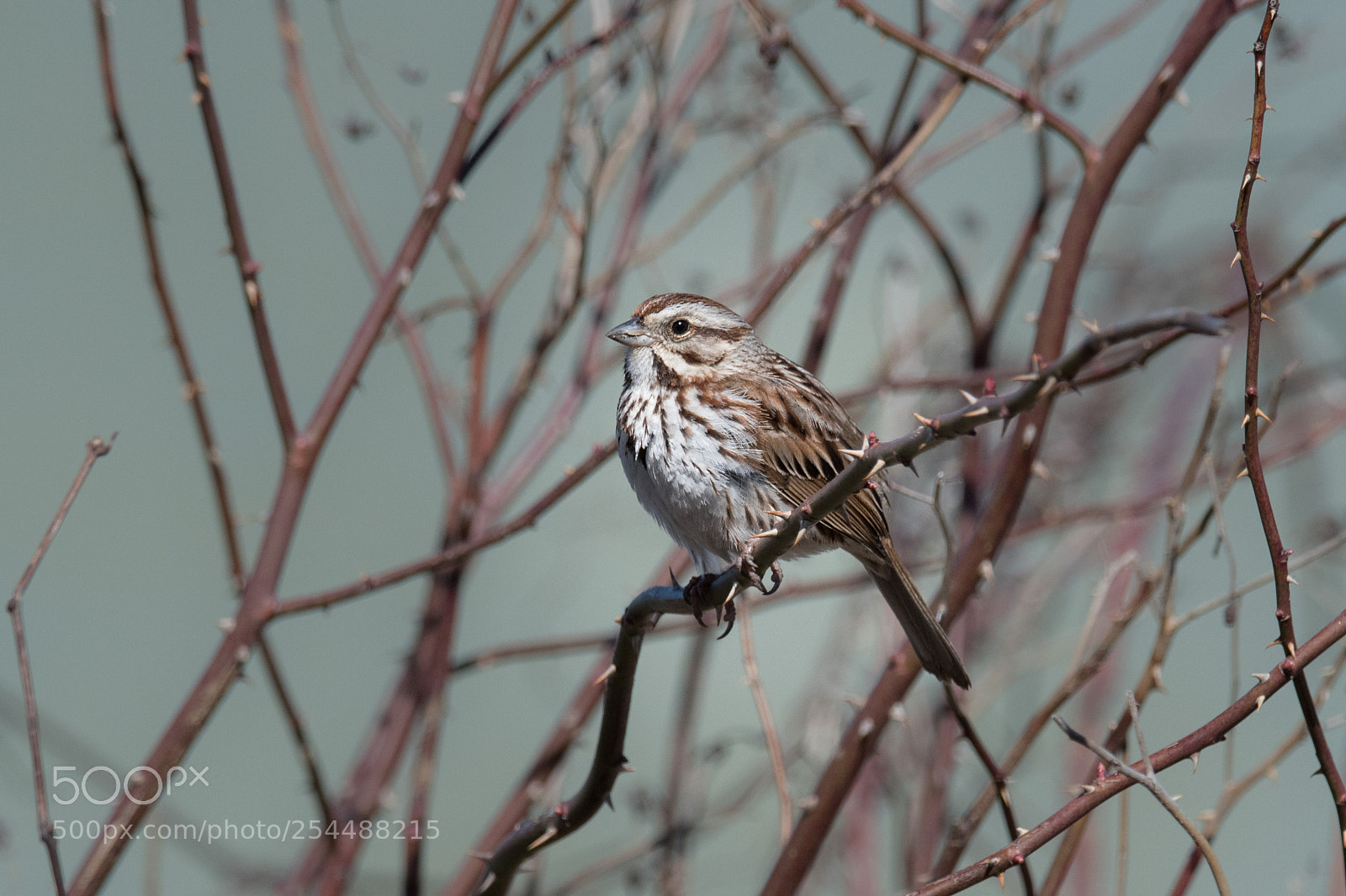 Nikon D850 sample photo. Song sparrow photography