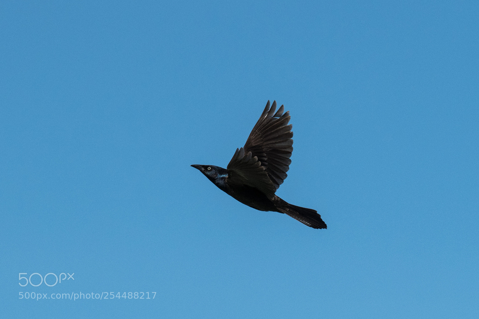 Nikon D850 sample photo. Common grackle photography