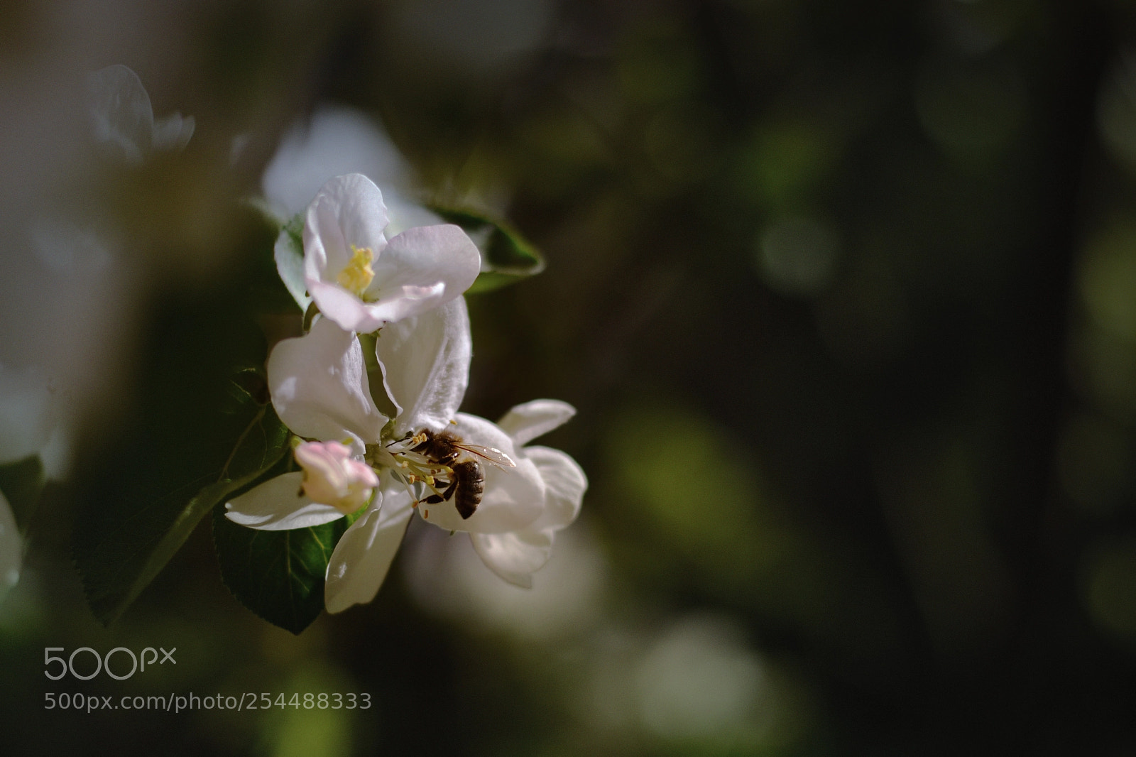 Nikon D3100 sample photo. Untitled photography