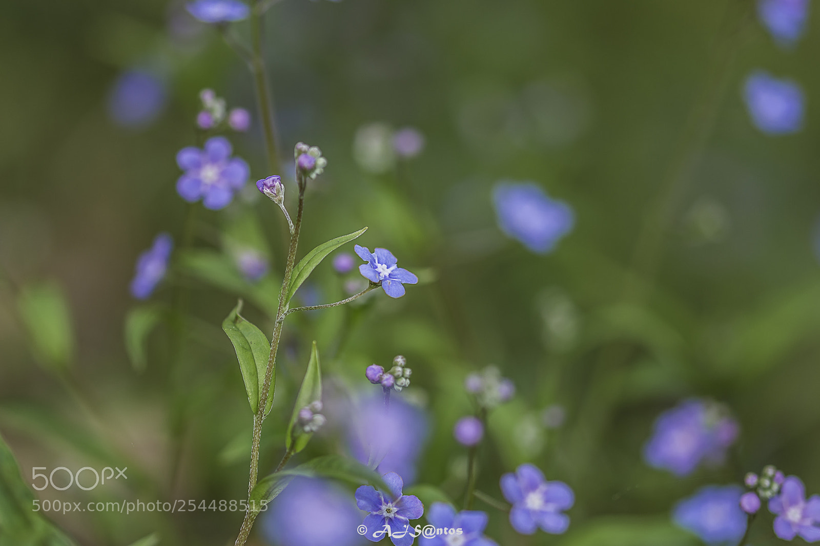 Nikon D7200 sample photo. Flower photography