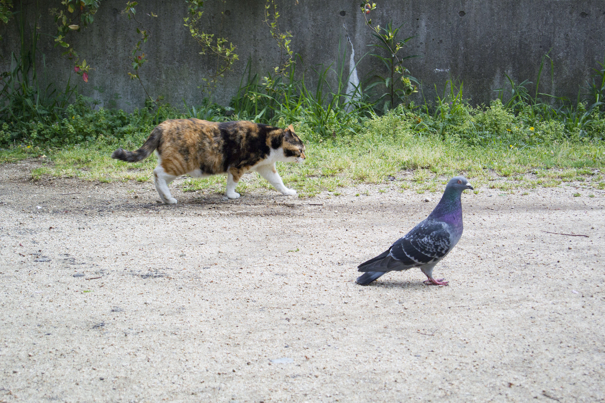 Nikon 1 J3 sample photo. Take a walk photography