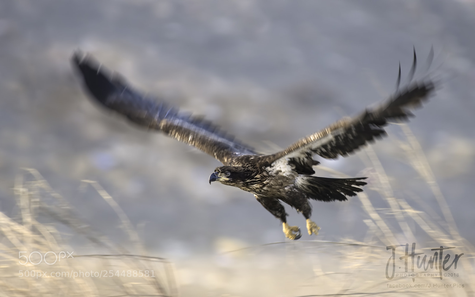 Nikon D500 sample photo. Juvenile bald eagle taking photography