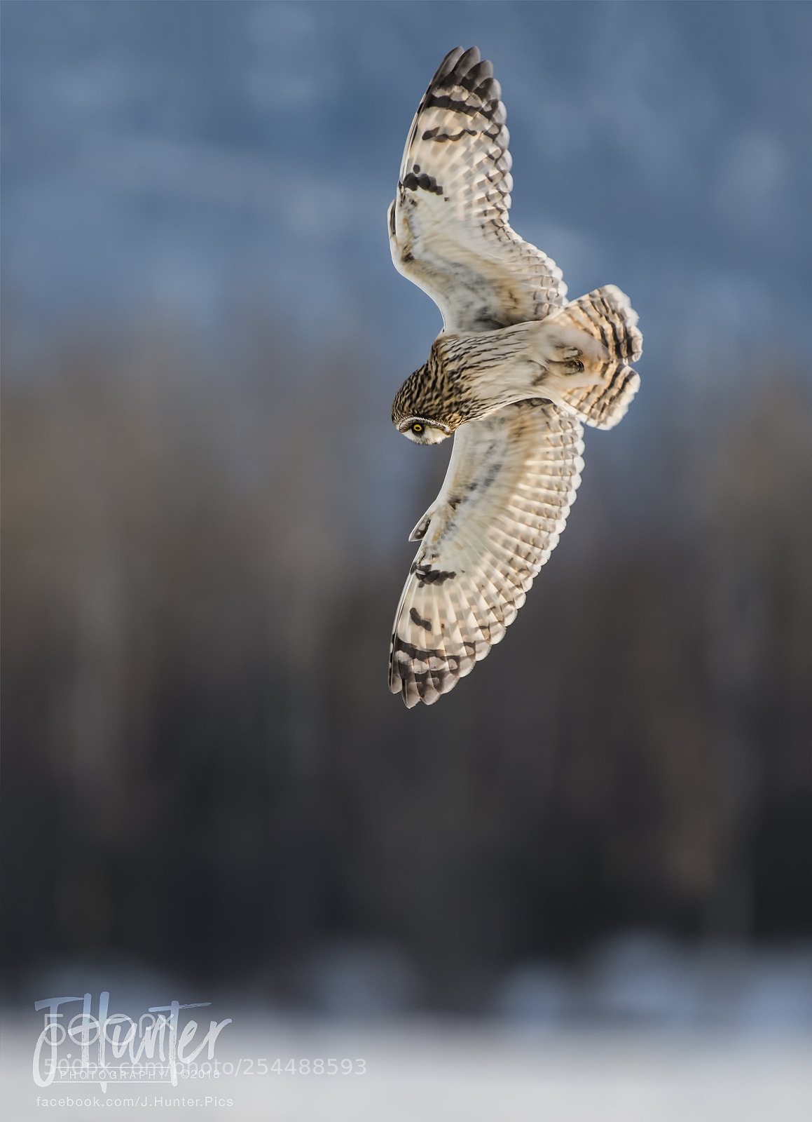 Nikon D500 sample photo. Short-eared owl photography