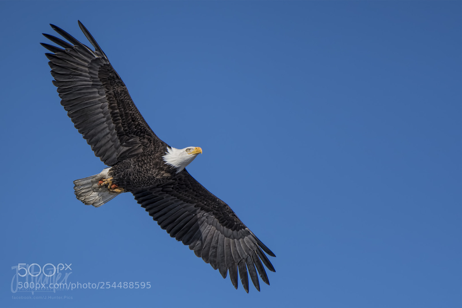 Nikon D500 sample photo. Bald eagle in flight photography