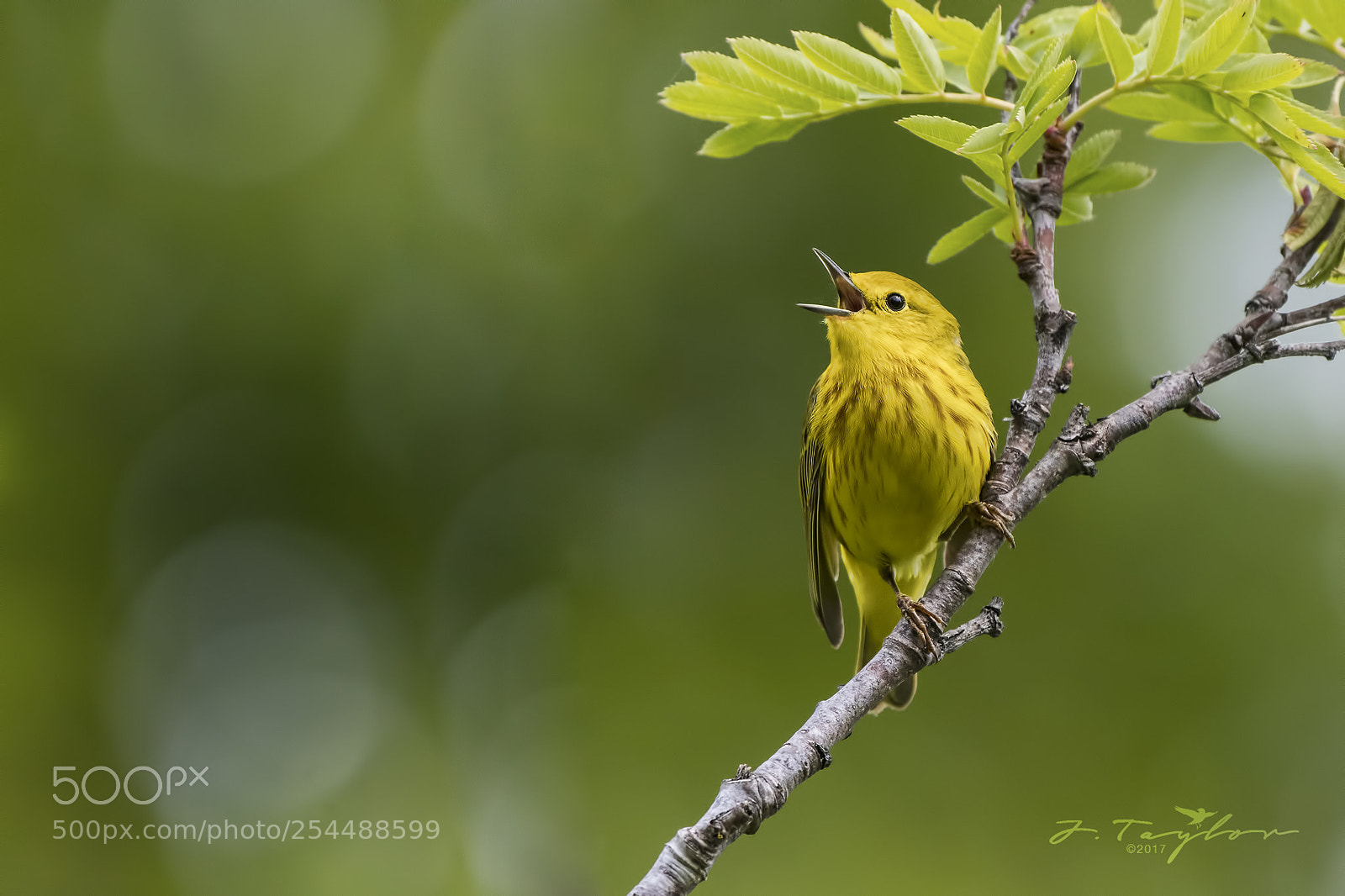Nikon D500 sample photo. Yellow-rumped warbler photography