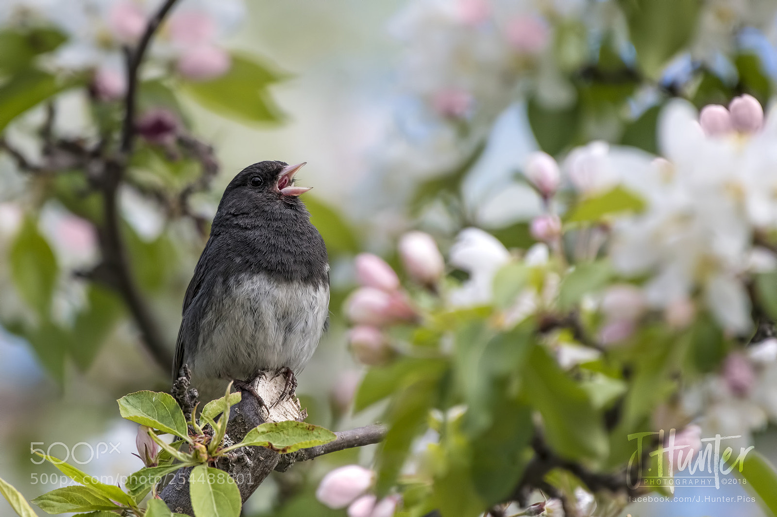 Nikon D500 sample photo. Dark-eyed junco photography
