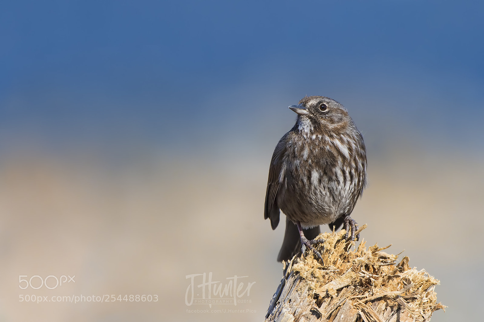 Nikon D500 sample photo. Song sparrow photography