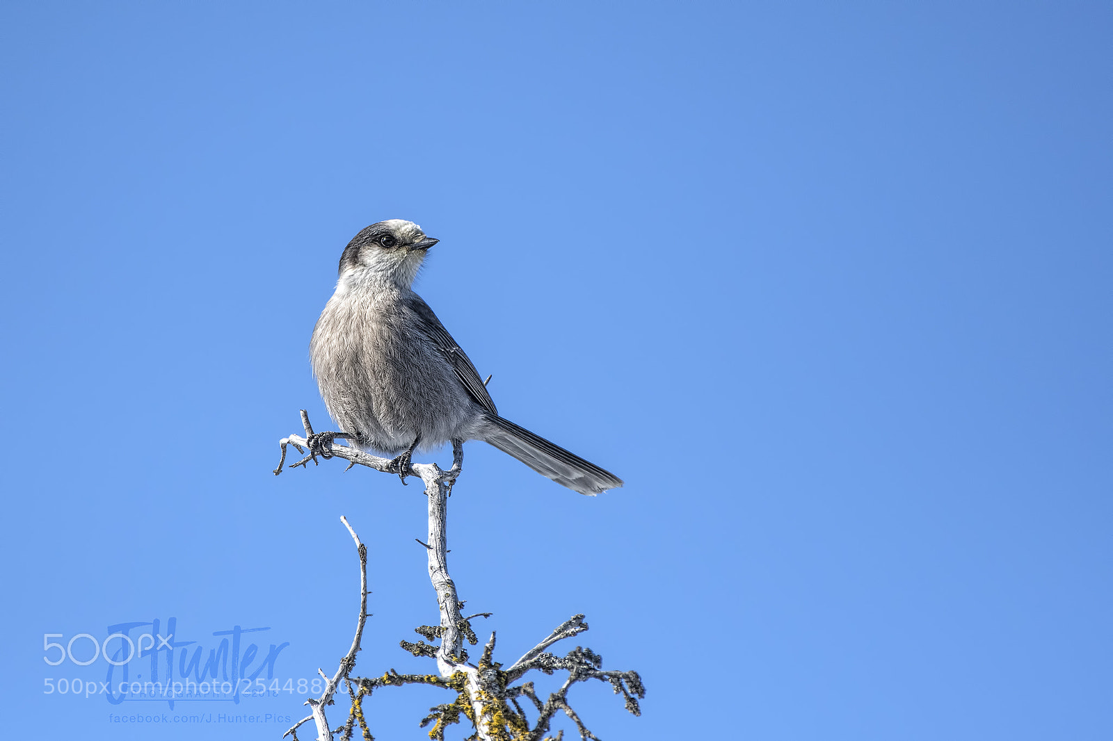 Nikon D500 sample photo. Gray jay photography
