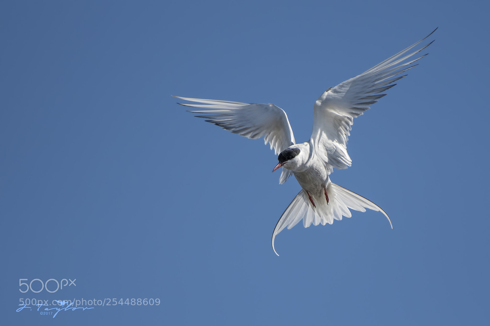 Nikon D500 sample photo. Arctic tern photography