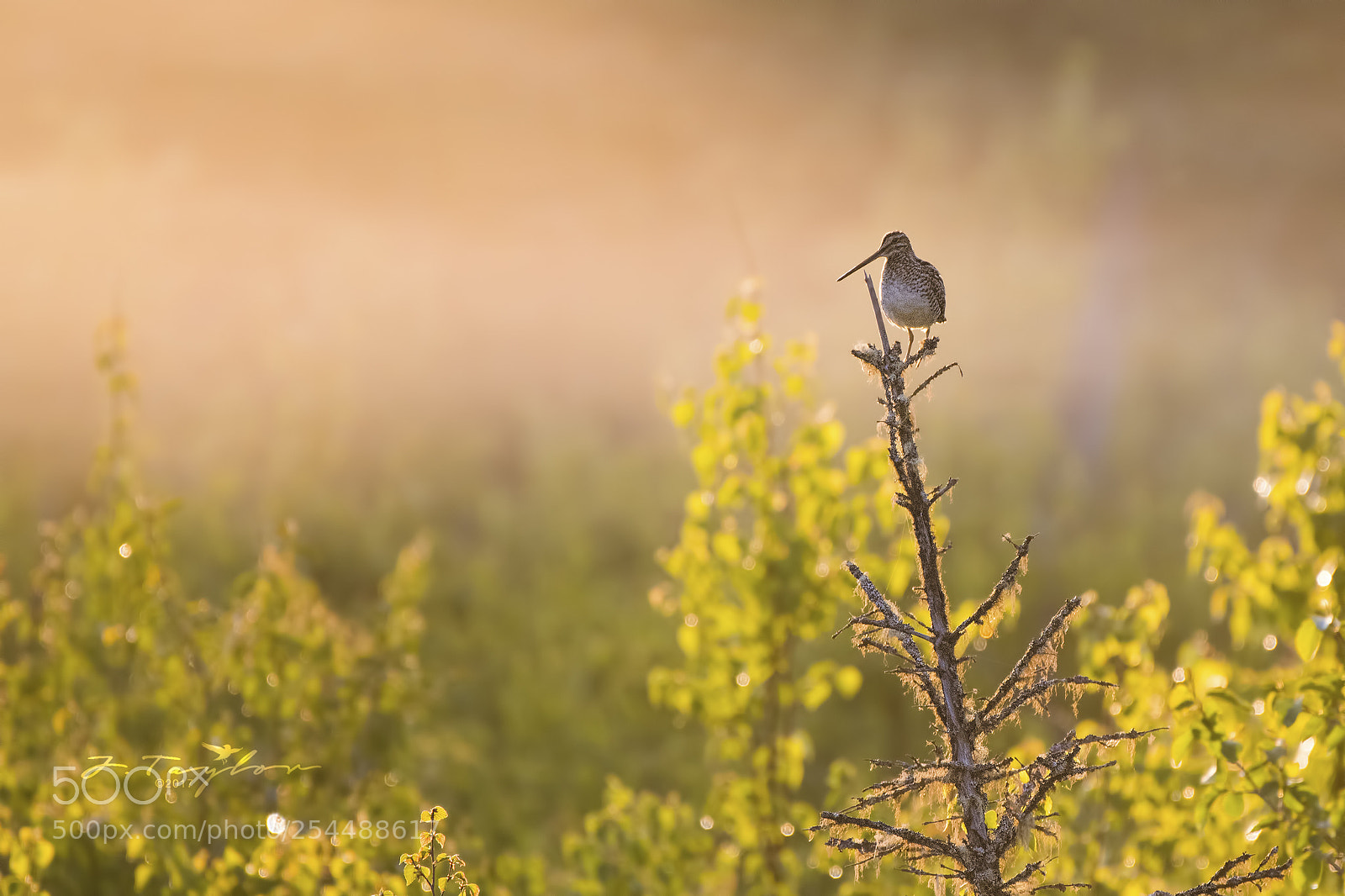 Nikon D500 sample photo. Wilson's snipe photography