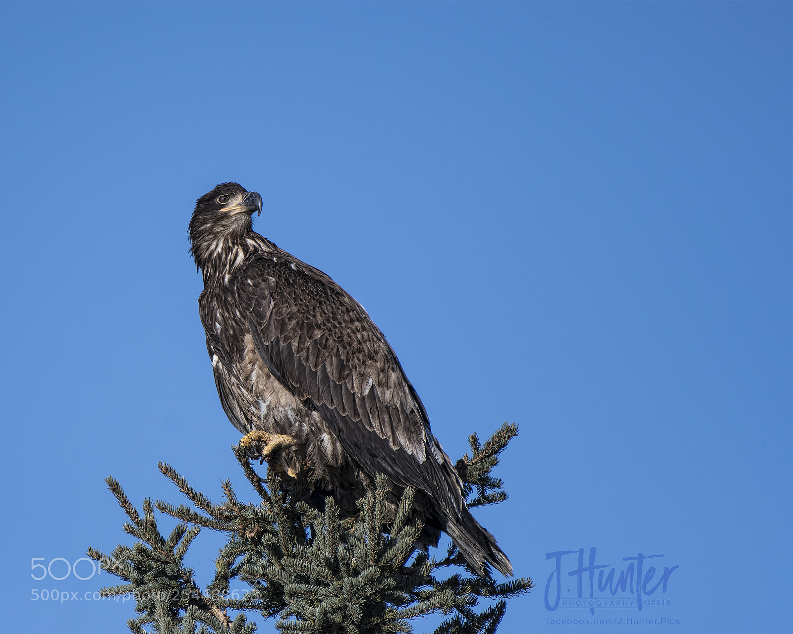 Nikon D500 sample photo. Juvenile bald eagle photography