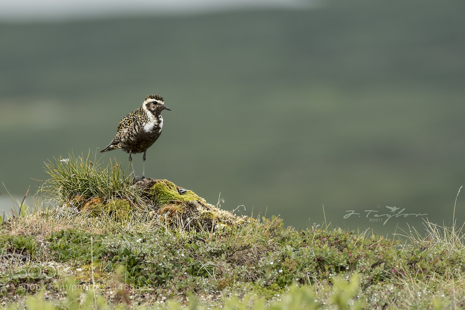 Nikon D500 sample photo. American golden plover photography