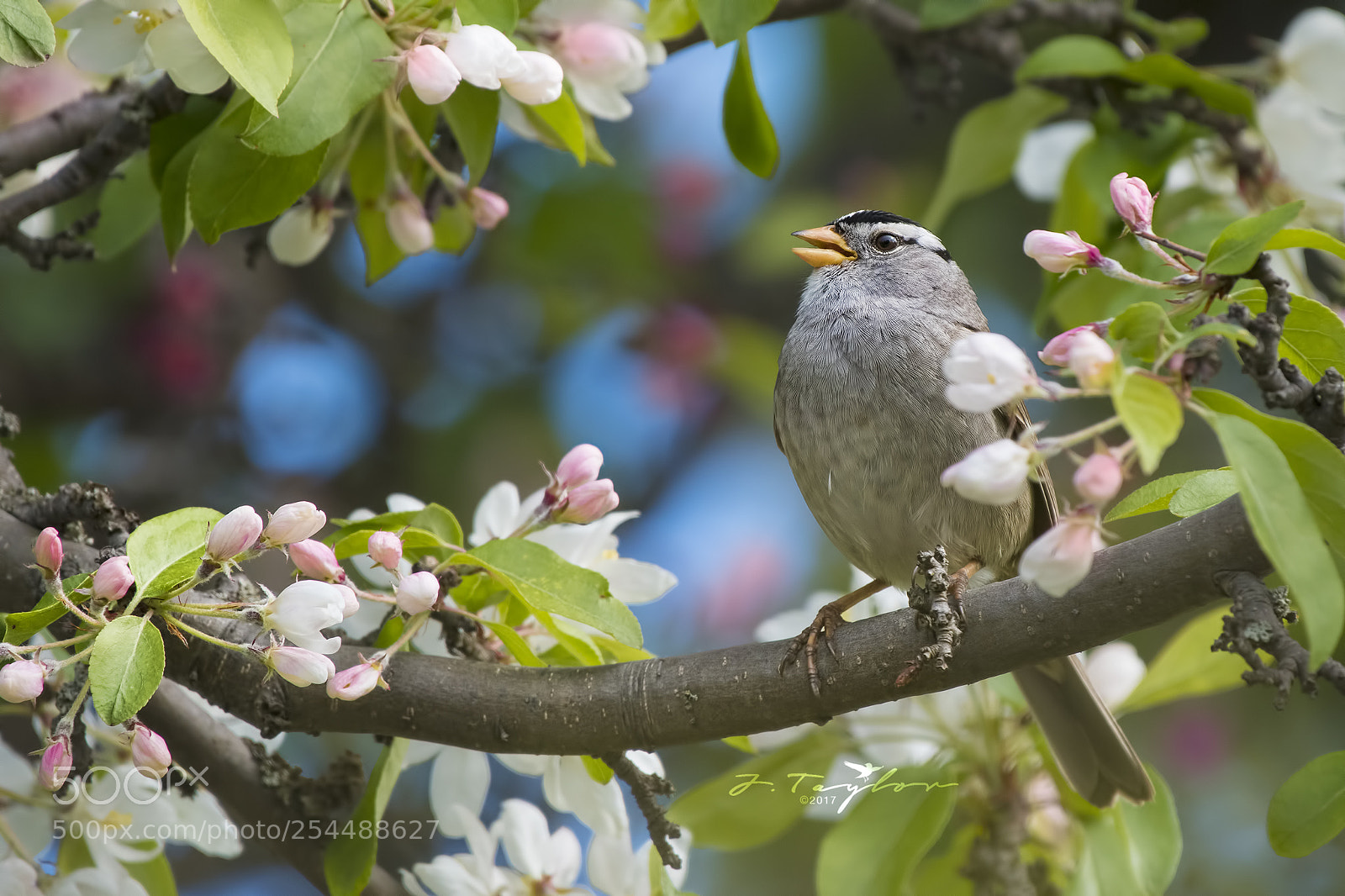Nikon D500 sample photo. White-crowned sparrow photography