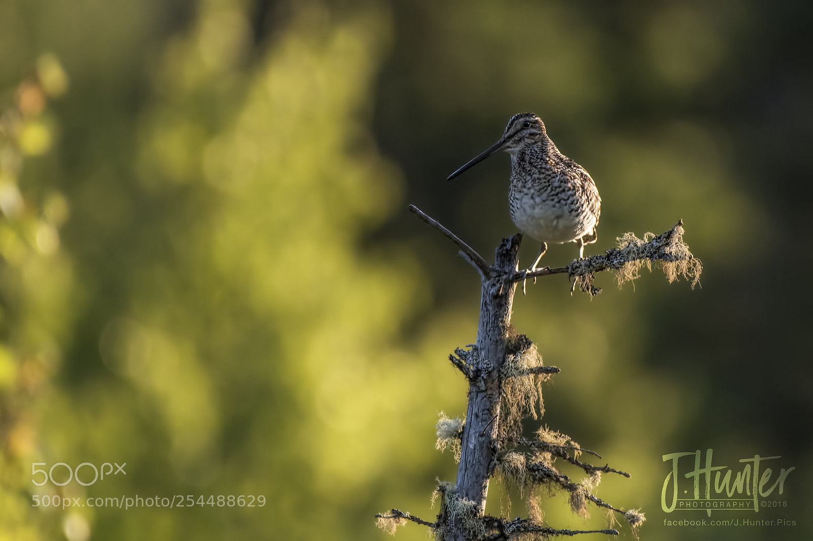 Nikon D500 sample photo. Wilson's snipe photography