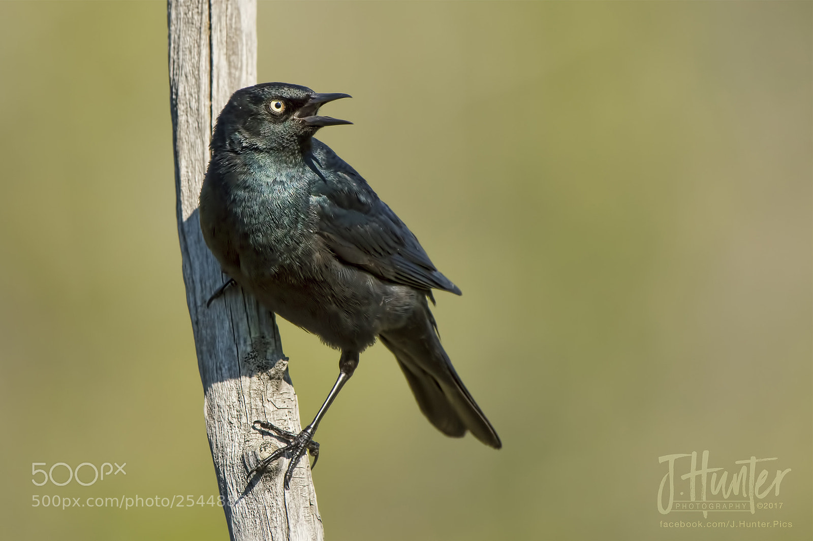 Nikon D500 sample photo. Rusty blackbird photography