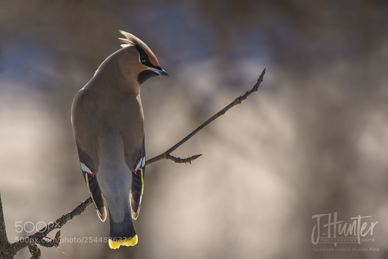 Nikon D500 sample photo. Bohemian waxwing photography