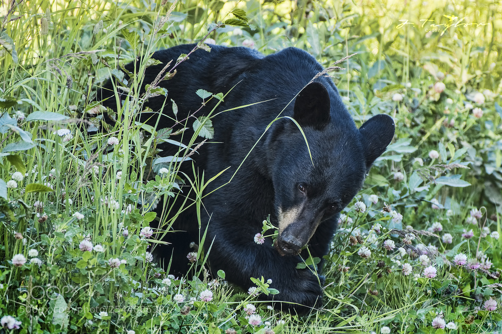 Nikon D500 sample photo. Black bear photography
