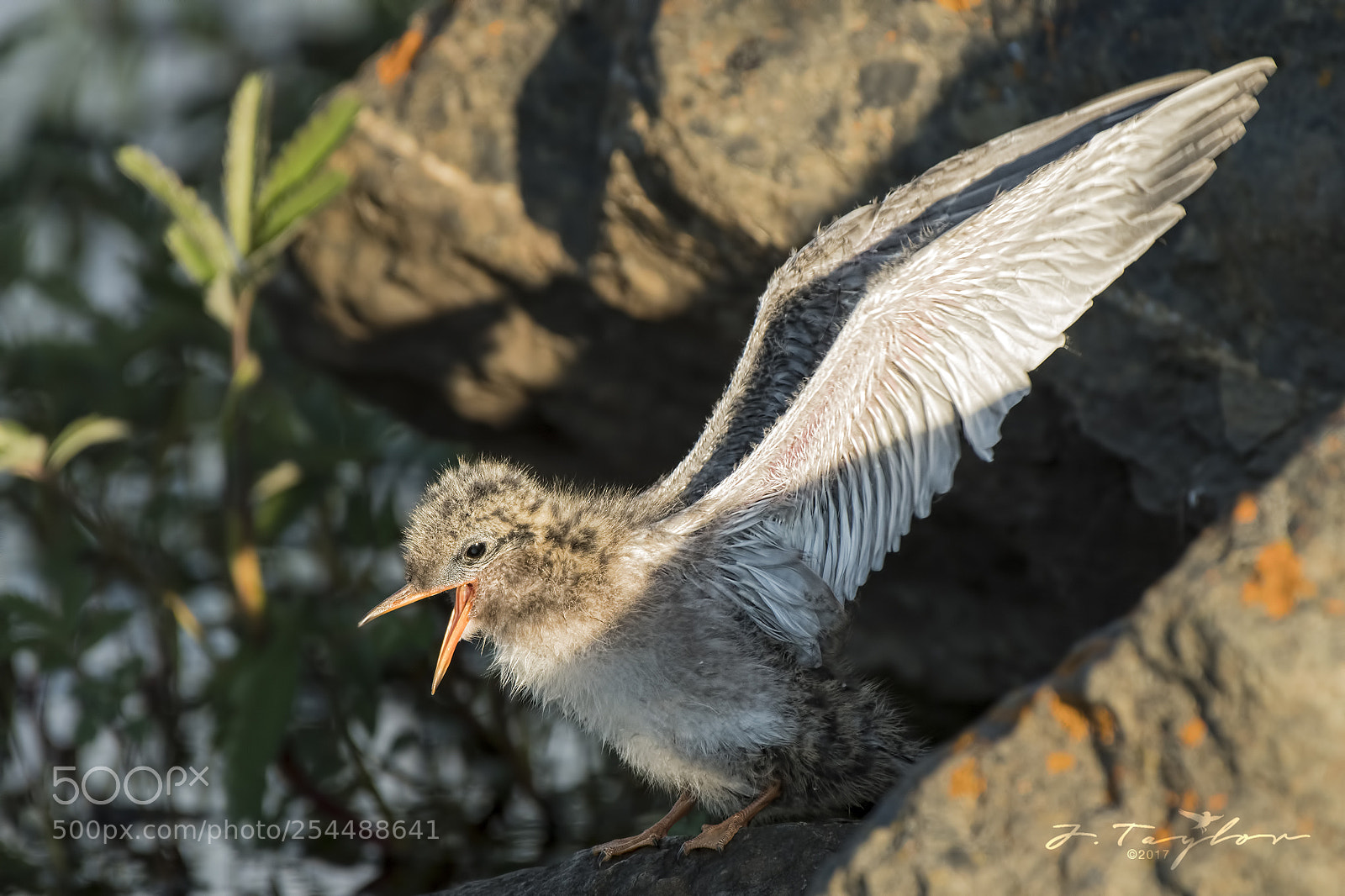 Nikon D500 sample photo. Young arctic tern photography
