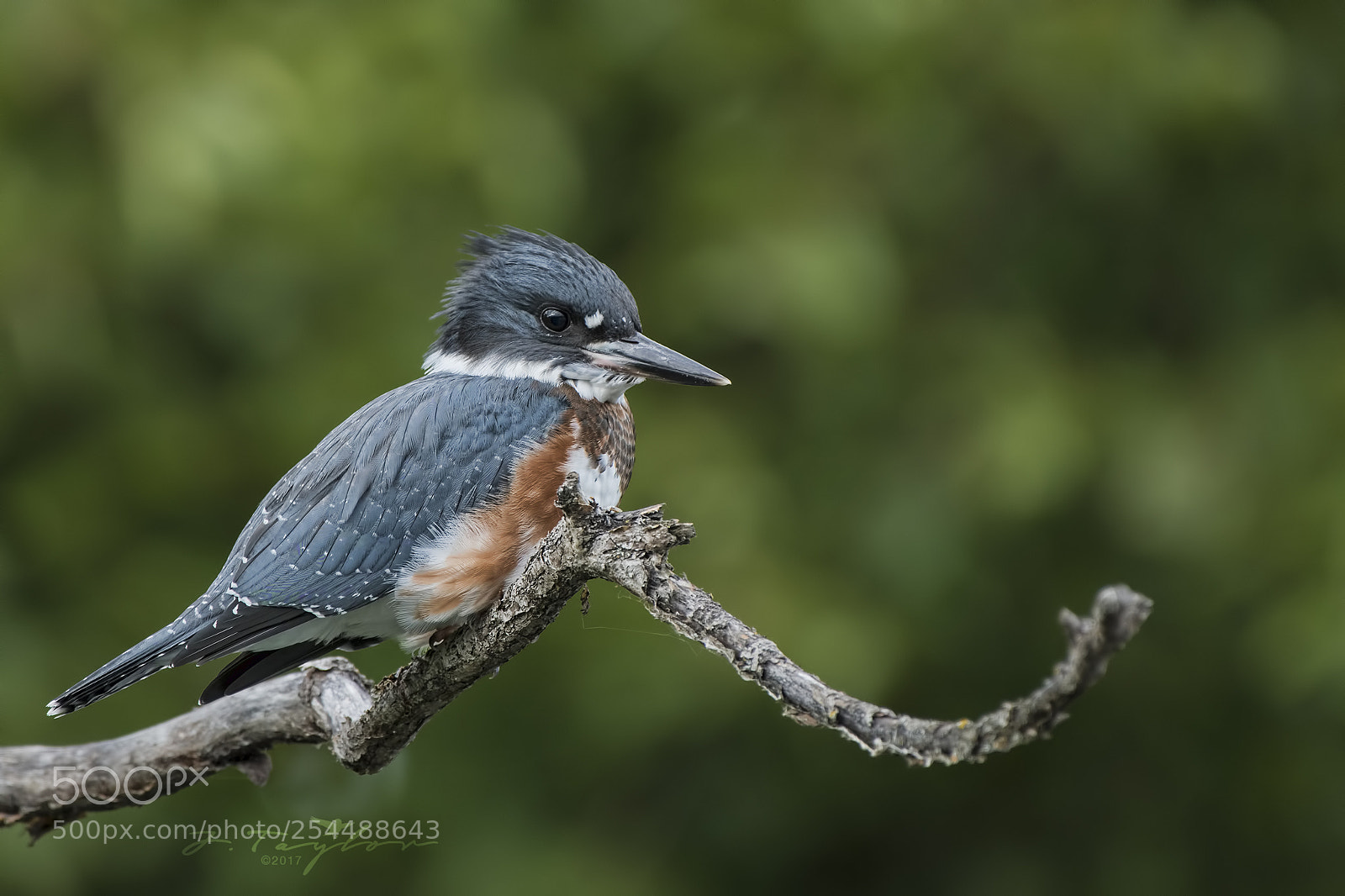 Nikon D500 sample photo. Juvenile belted kingfisher photography