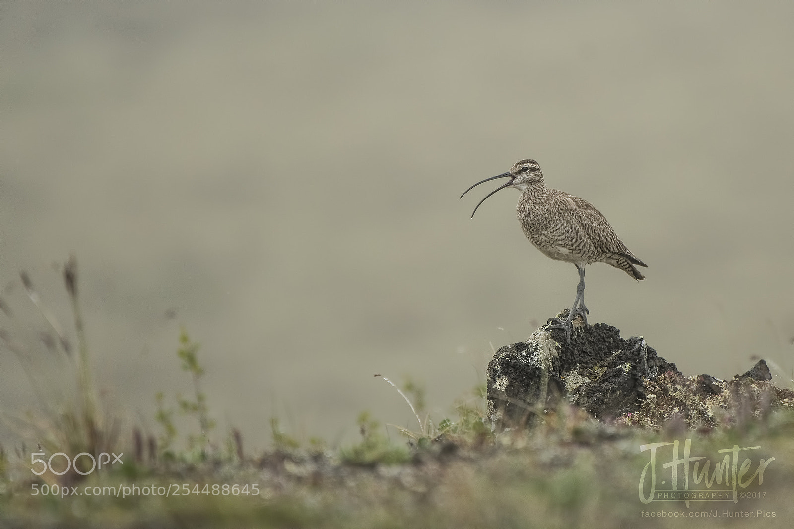 Nikon D500 sample photo. Whimbrel on the arctic photography