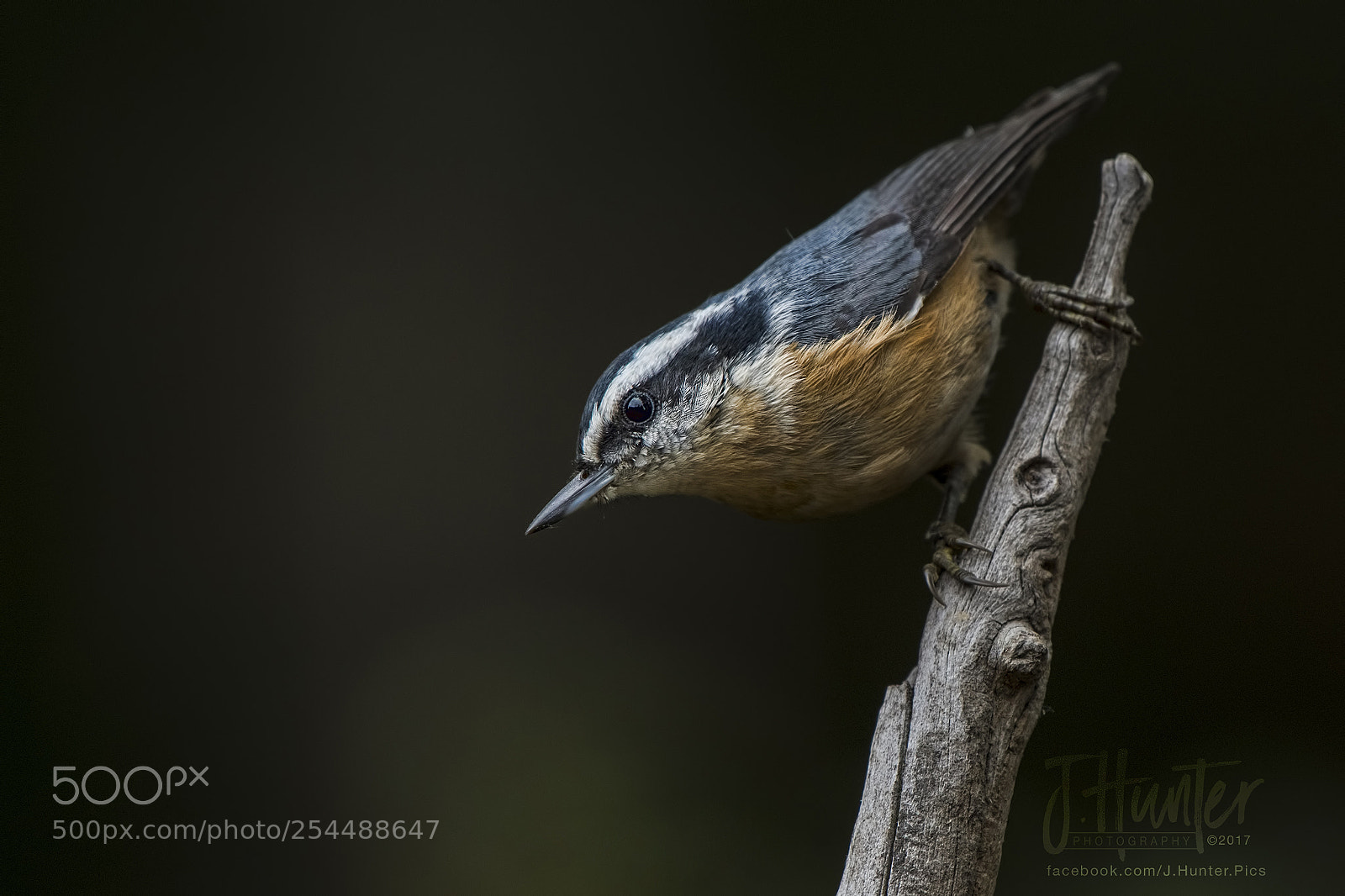 Nikon D500 sample photo. Red-breasted nuthatch photography