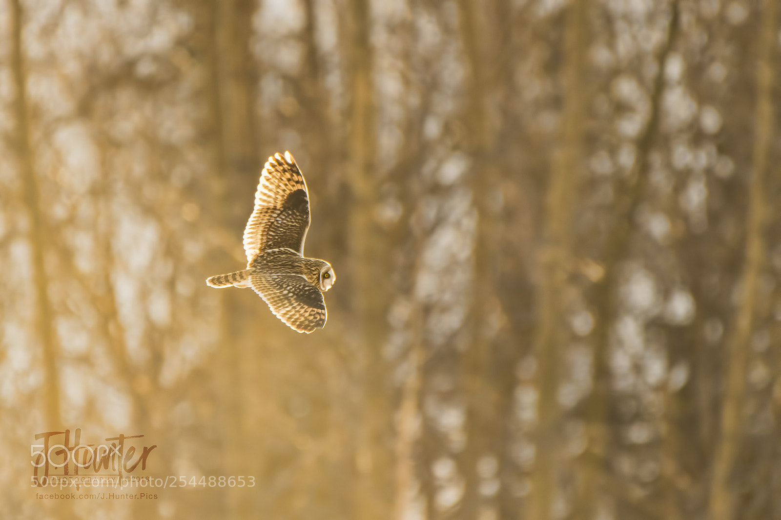 Nikon D500 sample photo. Short-eared owl photography