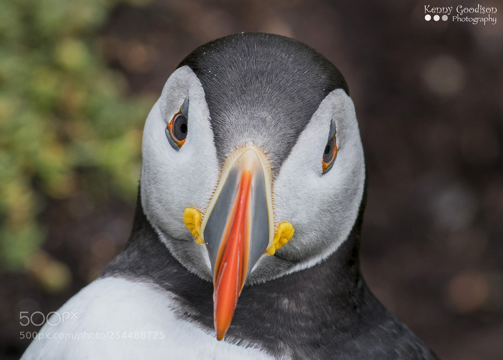 Nikon D500 sample photo. Puffin pics photography
