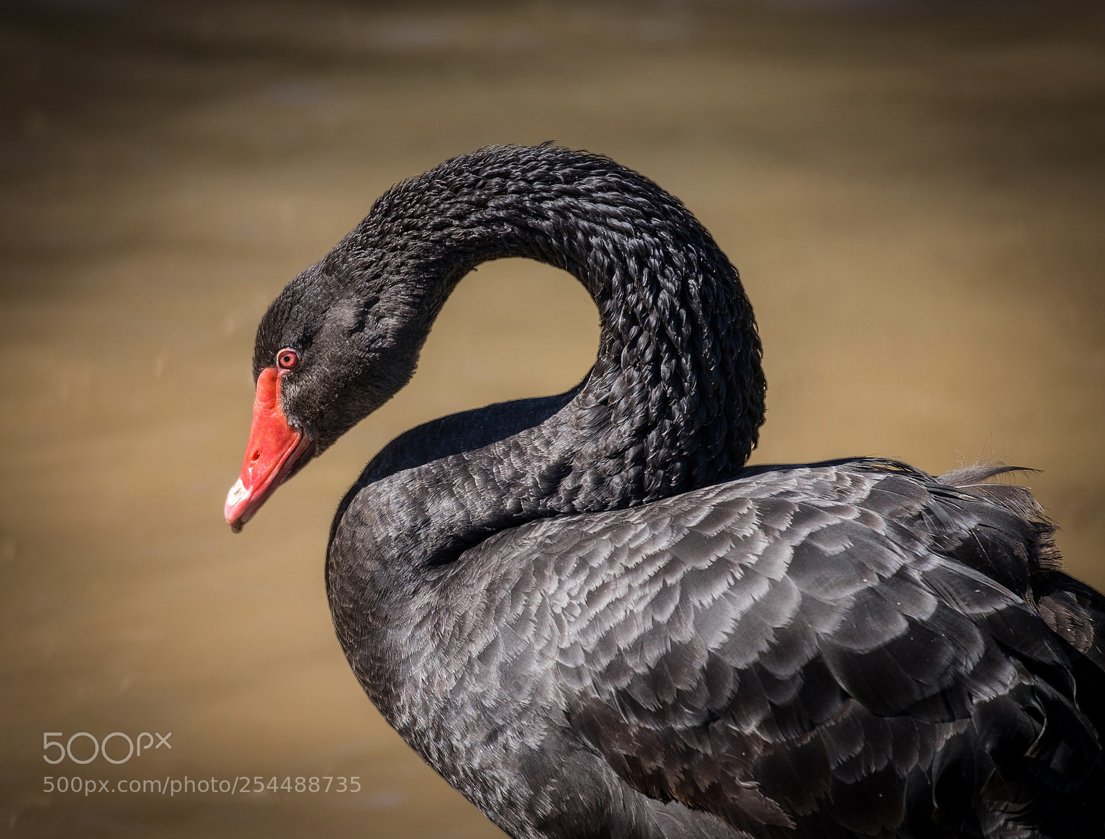 Fujifilm X-T1 sample photo. A rare visitor photography