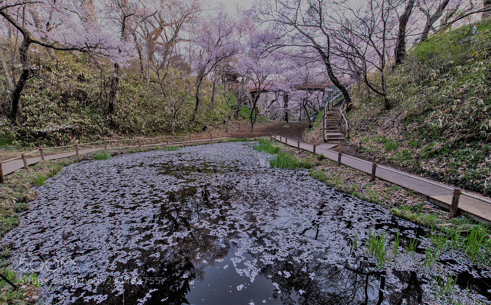 Nikon D850 sample photo. The cherry tree into photography