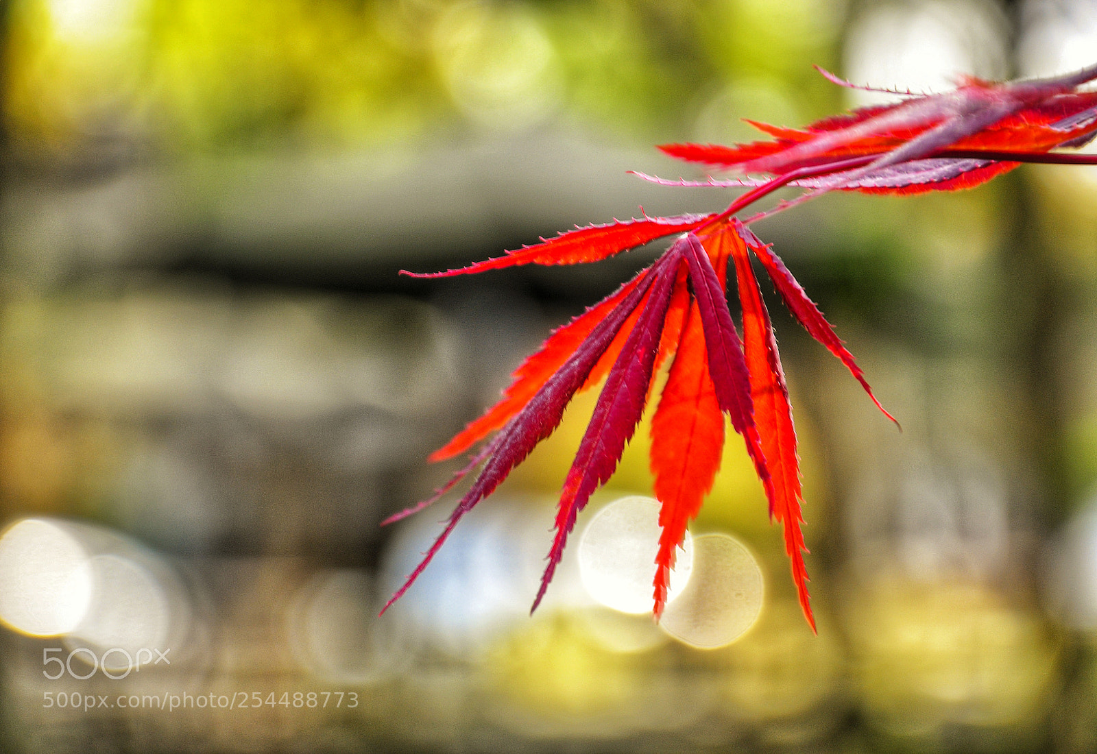 Nikon D90 sample photo. 红枫 photography