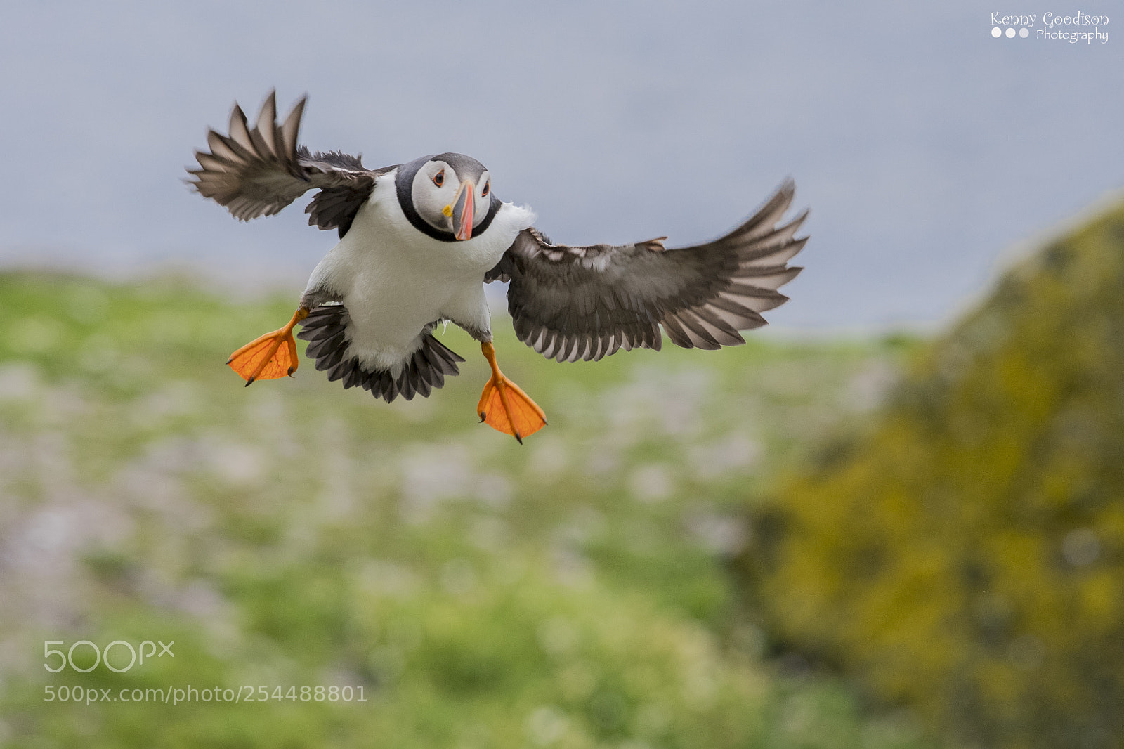 Nikon D500 sample photo. Puffin pics photography