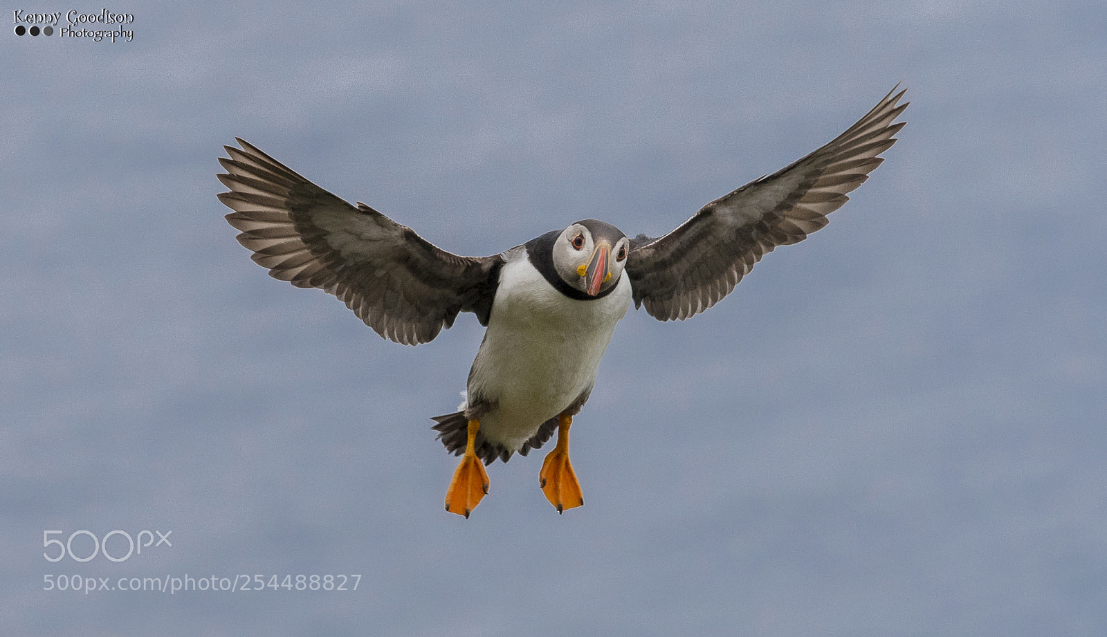 Nikon D500 sample photo. Puffin pics photography