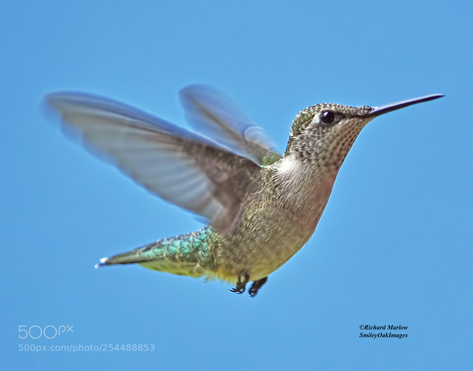Nikon D5000 sample photo. Hummingbird photography